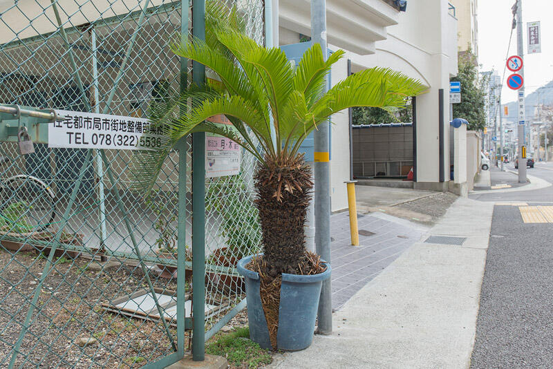 小澤佳奈