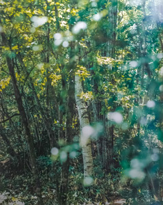 あべれいこ写真展「Retreat~森とつながる扉」