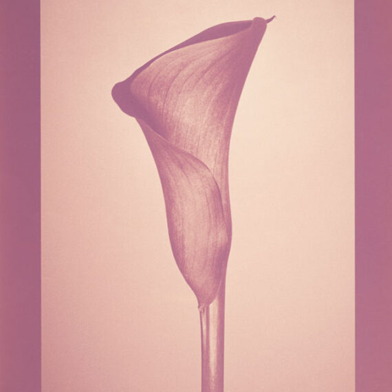 ソラリス企画展・大和田良 写真展「FLORA/ECHO」