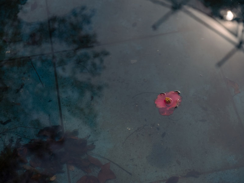 辻󠄀中潤 写真展「Still Alive」